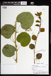 Smilax lasioneura image