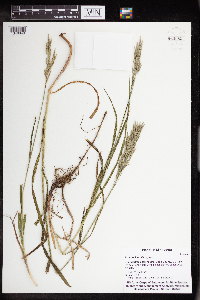 Bromus inermis image