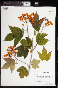 Viburnum opulus var. americanum image