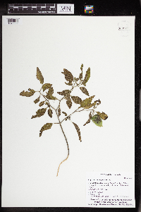 Physalis heterophylla image