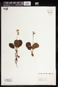 Pyrola elliptica image