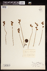 Thumbnail image of current specimen