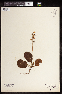 Pyrola americana image