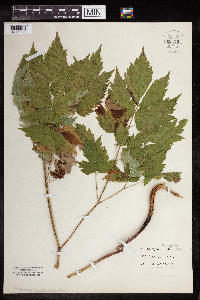 Actaea pachypoda image