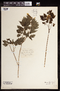 Actaea rubra image