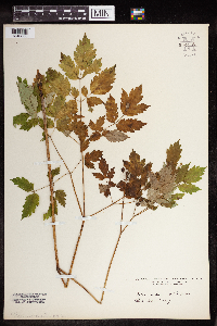 Actaea rubra image