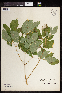 Actaea rubra image