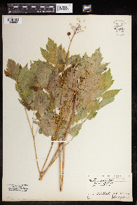 Actaea rubra image