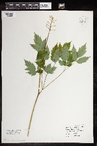 Actaea pachypoda image