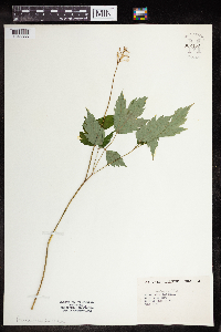 Actaea pachypoda image