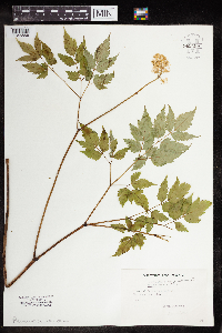 Actaea pachypoda image