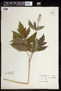 Actaea rubra image