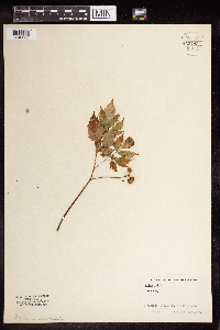 Actaea rubra image