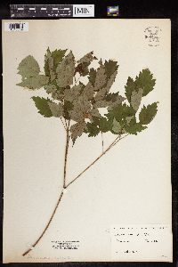 Actaea rubra image