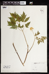 Actaea rubra image