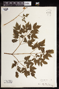 Actaea rubra image
