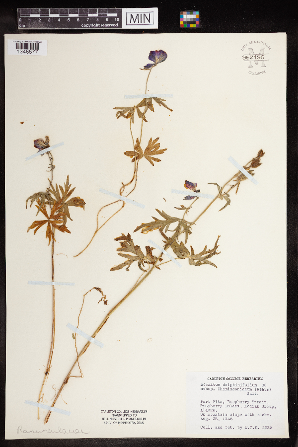 Aconitum delphiniifolium image