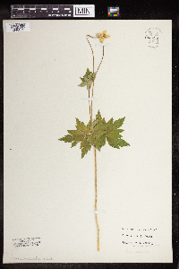 Anemone virginiana image