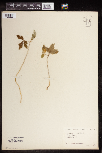 Anemone quinquefolia image