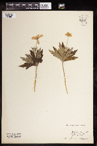 Anemone canadensis image
