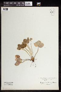 Anemone americana image