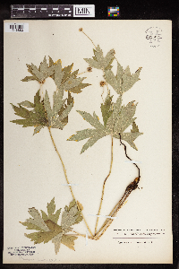Anemone canadensis image