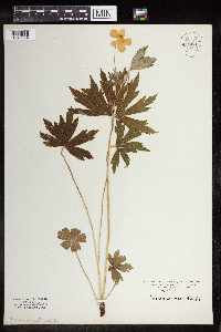Anemone canadensis image