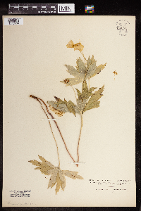 Anemone canadensis image