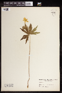 Anemone canadensis image