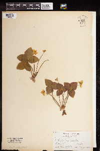 Anemone acutiloba image