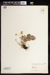 Anemone acutiloba image