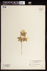 Anemone quinquefolia image