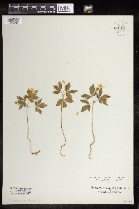 Anemone quinquefolia image