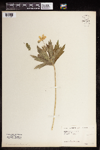 Anemone virginiana image