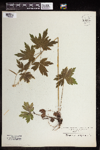 Anemone virginiana image