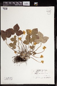 Anemone acutiloba image