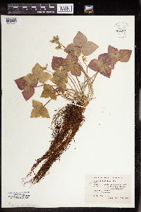 Anemone acutiloba image
