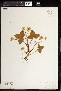 Anemone acutiloba image