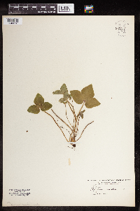 Anemone acutiloba image