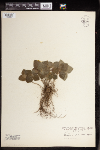 Anemone acutiloba image