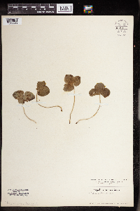 Anemone americana image