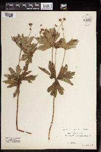 Anemone canadensis image