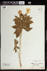 Anemone canadensis image