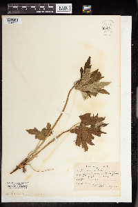 Anemone canadensis image