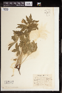 Anemone canadensis image