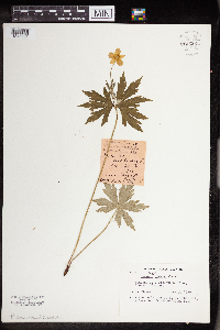 Anemone canadensis image