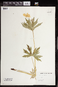 Anemone canadensis image