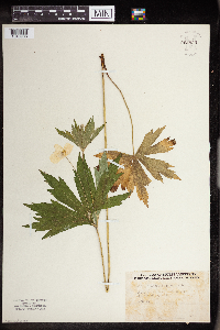 Anemone canadensis image