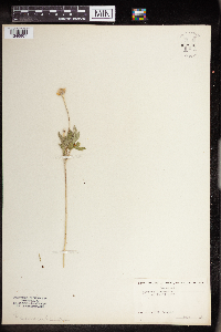 Anemone canadensis image