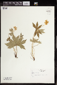 Anemone canadensis image